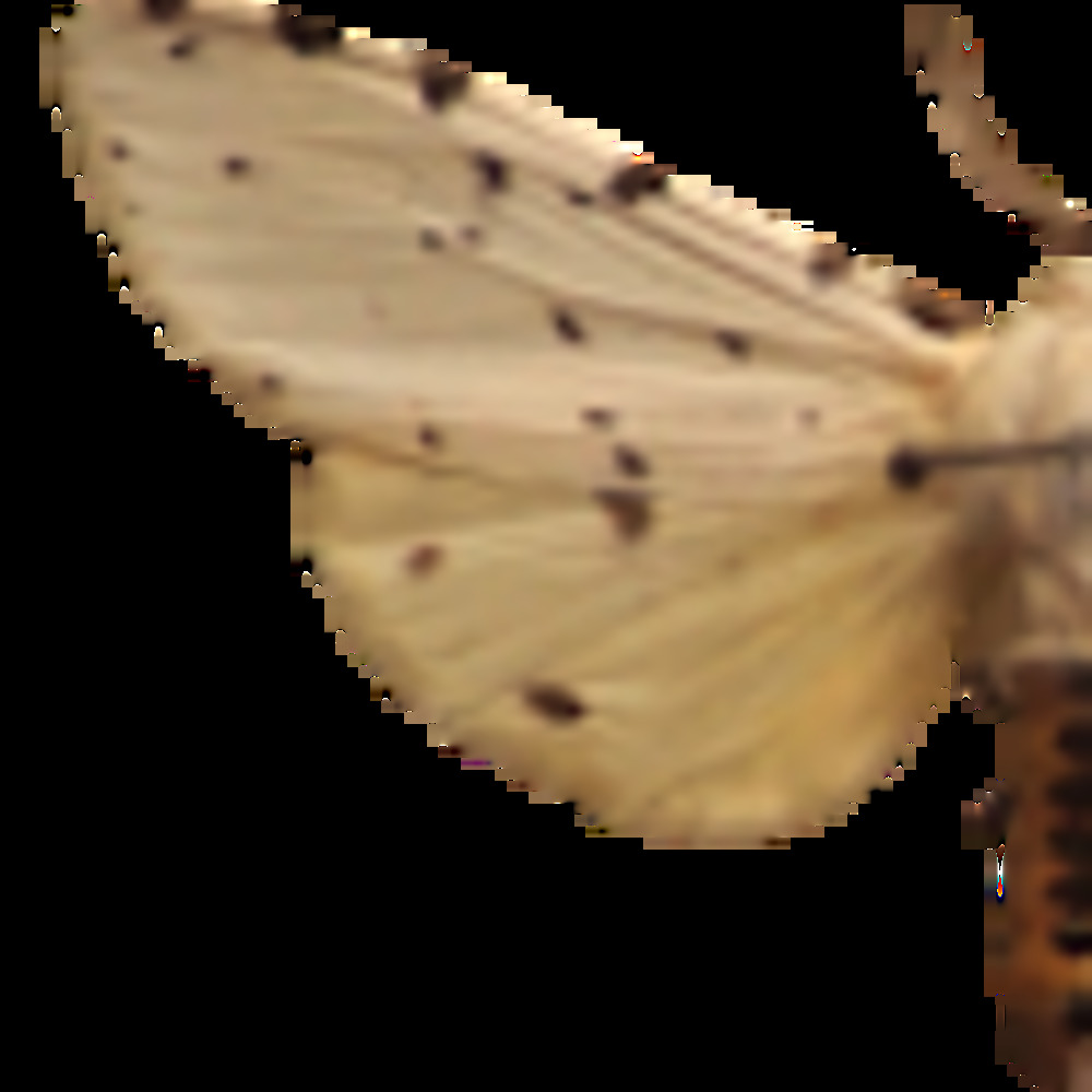 Meet your Posher, Veronica